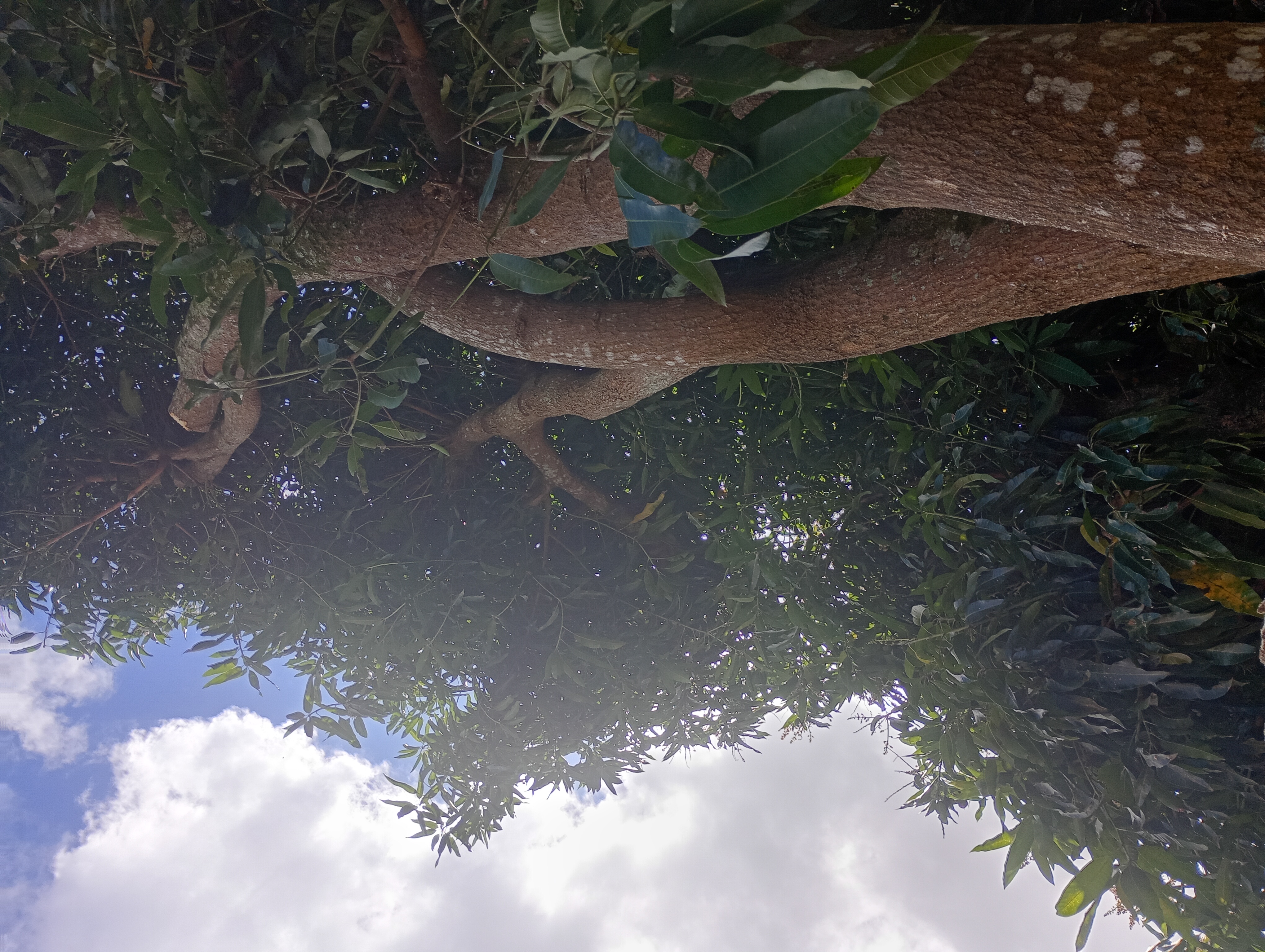 Pedro da poda de árvore 🌳