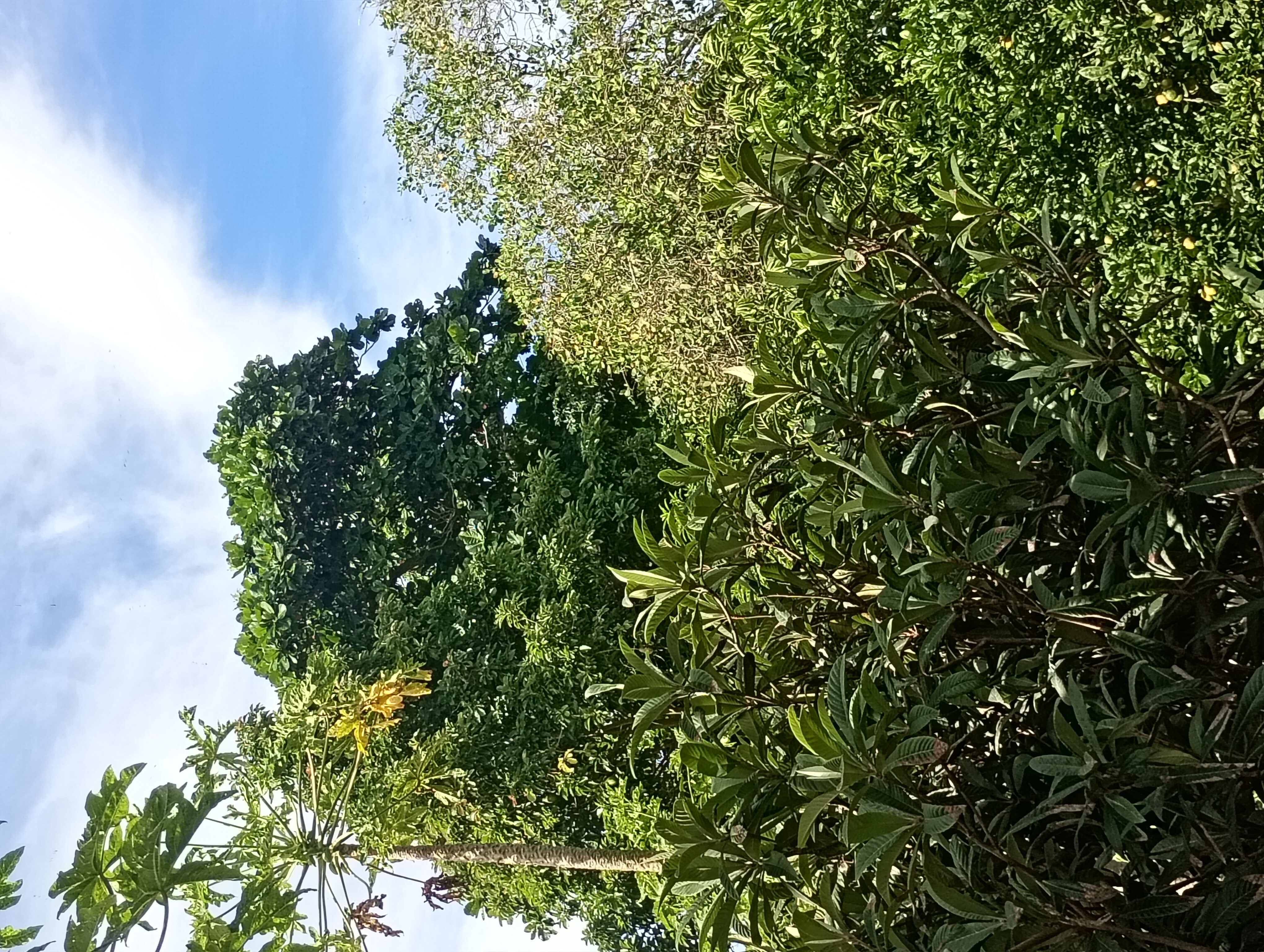 Pedro da poda de árvore 🌳